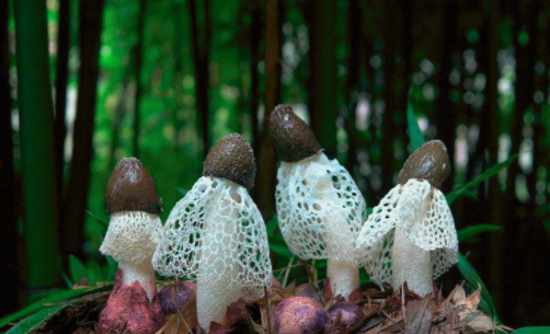 圖片關(guān)鍵詞 http://m.baiyangmuye.com/ewebeditor/uploadfile/20180828110329835001.png