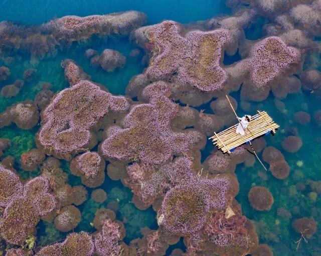 國(guó)家蘑菇地理：中國(guó)哪里的蘑菇最好吃？