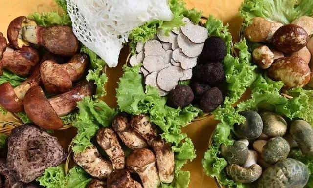 國(guó)家蘑菇地理：中國(guó)哪里的蘑菇最好吃？