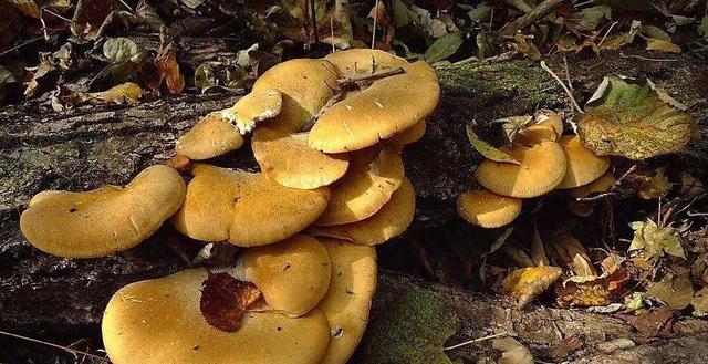 國(guó)家蘑菇地理：中國(guó)哪里的蘑菇最好吃？