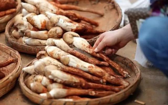 國(guó)家蘑菇地理：中國(guó)哪里的蘑菇最好吃？