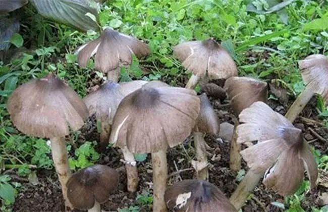 圖片關(guān)鍵詞 https://mmbiz.qpic.cn/mmbiz_jpg/EzTg6Bqtpm1Nz34Z9oSbx0FAc1BpicHG5J6TquwlFl5DYyk00SajDYExziaEdZRRh0GKvManlIO3khEPZaKsEiaKQ/640?wx_fmt=jpeg