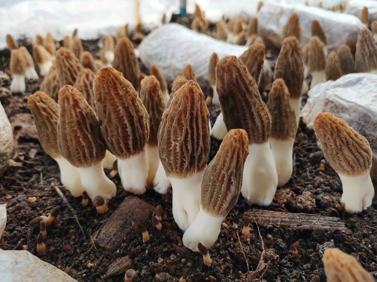 圖片關(guān)鍵詞