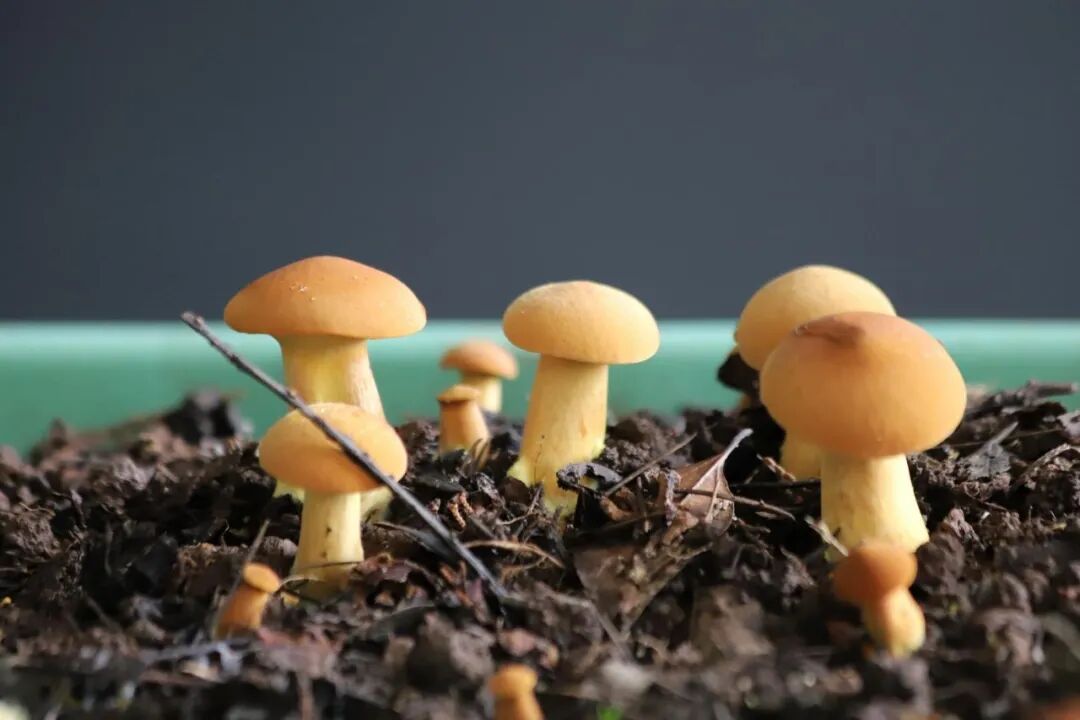 圖片關鍵詞